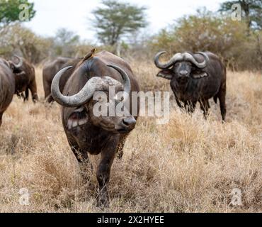 African buffalo (Syncerus caffer caffer) with yellowbill oxpecker (Buphagus africanus), group in dry grass, Kruger National Park, South Africa Stock Photo