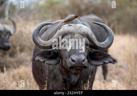 African buffalo (Syncerus caffer caffer) with yellowbill oxpecker (Buphagus africanus), in dry grass, animal portrait, Kruger National Park, South Stock Photo