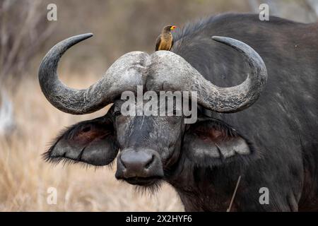 African buffalo (Syncerus caffer caffer) with yellowbill oxpecker (Buphagus africanus), animal portrait, Kruger National Park, South Africa Stock Photo