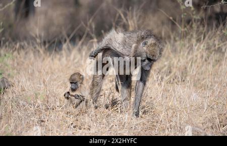 Chacma baboons (Papio ursinus), mother with young foraging in dry grass, Kruger National Park, South Africa Stock Photo