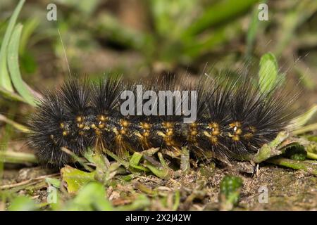 Salt marsh moth caterpillar (Estigmene acrea) insect ground level, fuzzy nature Springtime pest control. Stock Photo