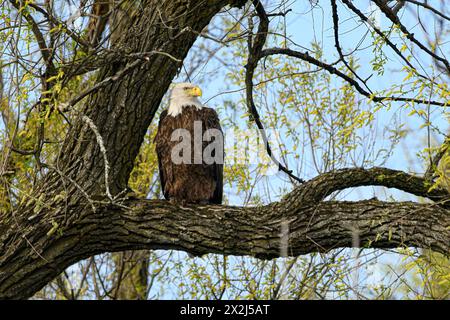 Bald Eagle standing on a branch in the tree Stock Photo