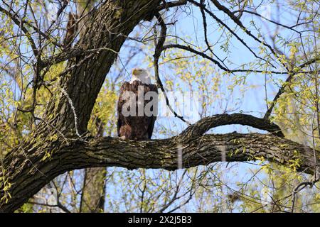 Bald Eagle standing on a branch in the tree Stock Photo