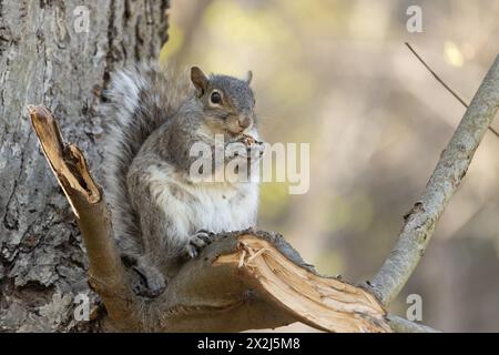 a gray squirrel sitting in a tree eating an acorn with the crumbs falling on his fur and tummy, looking at the camera and so cute Stock Photo