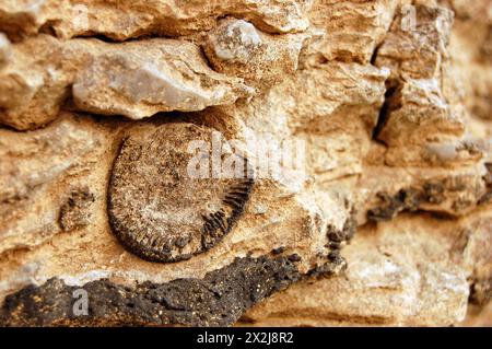 Fossils from the Devonian Era are embedded in the limestone at the Falls of the Ohio State Park in New Albany, Indiana Stock Photo