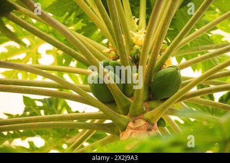 fresh papaya tree with bunch of fruits. several green papaya fruits of different sizes ripen high on a tree in Africa Stock Photo