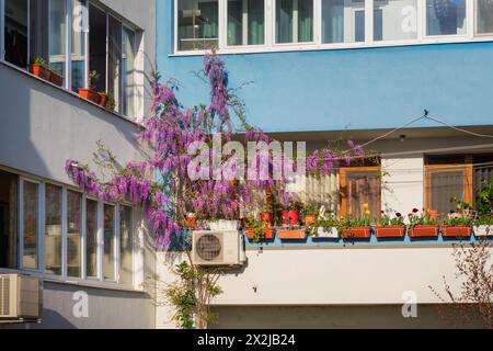 Residential building whose balcony is decorated with picturesque wisteria flowers Stock Photo