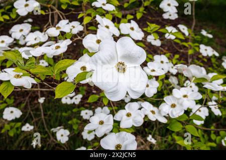Large white bracts (not petals) of Cornus 'Ormonde' in RHS Garden, Wisley, Surrey, south-east England in spring Stock Photo