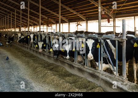 Diary cows in modern free livestock stall. Stock Photo