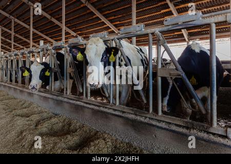 Diary cows in modern free livestock stall. Stock Photo