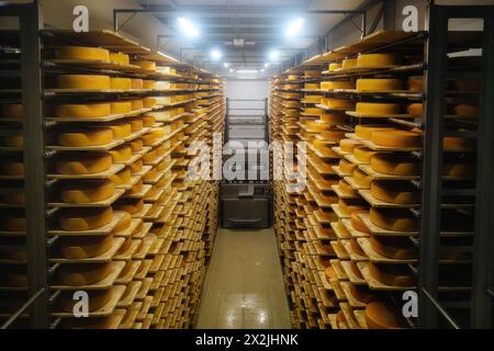 Loading machine working at cheese warehouse. Stock Photo