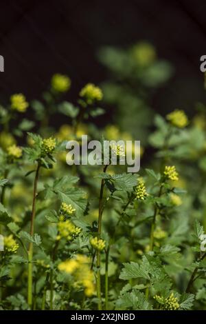 yellow mustard. It is grown commercially for its mustard seeds practically all over the world, although it is probably native to the Mediterranean reg Stock Photo