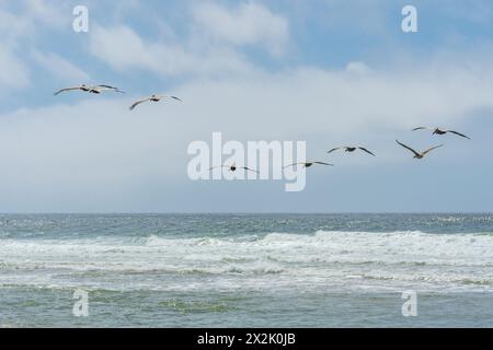 Group of pelicans glides over the ocean, with waves breaking below against a blue sky. Stock Photo