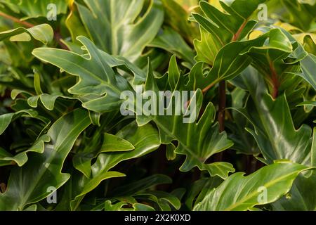 Tropical plants seen on the east coast of Australia during autumn. Stock Photo