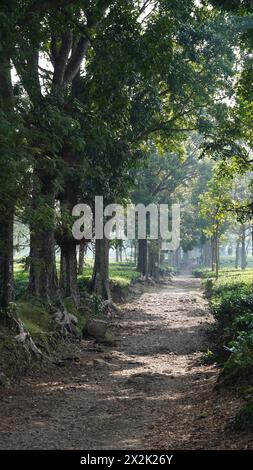 A rocky footpath for visitors surrounded by large trees and extensive tea gardens in the Wonosari Malang tea garden Stock Photo