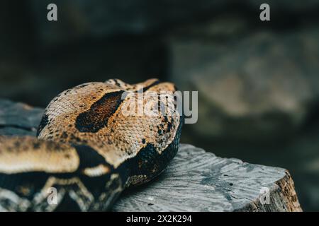 Detailed image of a boa constrictor snake coiled on wood, showcasing the scales and patterns Stock Photo