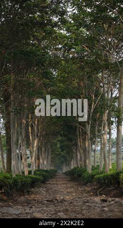 A rocky footpath for visitors surrounded by large trees and extensive tea gardens in the Wonosari Malang tea garden Stock Photo