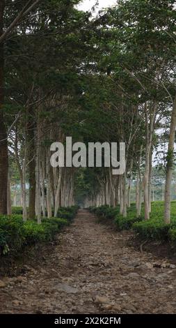 A rocky footpath for visitors surrounded by large trees and extensive tea gardens in the Wonosari Malang tea garden Stock Photo