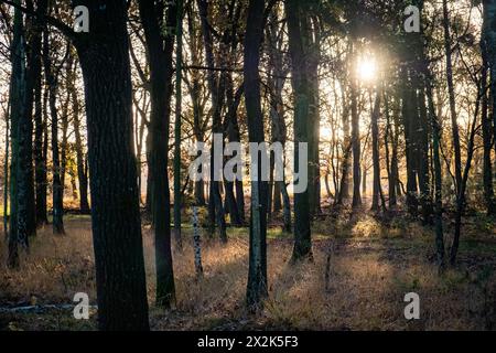 This photograph captures the ethereal beauty of morning light piercing through a grove of pine trees. The sun, positioned just behind the trees, creates a radiant starburst effect, illuminating the grove with a warm, inviting glow. The shadows of the trees paint the forest floor, adding depth and contrast to the scene. The soft light diffused through the branches gives the image a tranquil and mystical quality, reminiscent of a scene from a fairy tale. Enchanted Morning in the Pine Grove. High quality photo Stock Photo