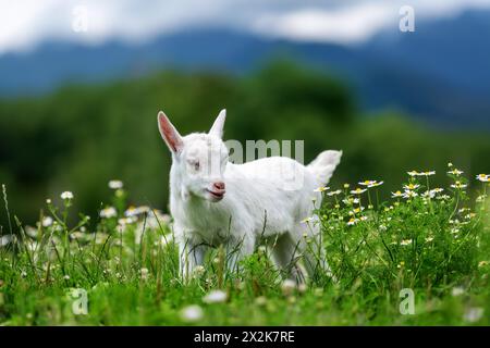 A small white goat is standing on top of a vibrant, lush green field. The goat appears content as it surveys its surroundings in the peaceful countrys Stock Photo