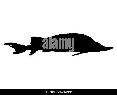 Sturgeon fish silhouette vector art Stock Vector