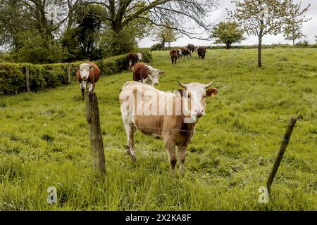 REIJMERSTOK - Cows in a meadow in the Limburgse Heuvelland. ANP/Hollandse Hoogte/Jean-Pierre Geusens netherlands out - belgium out Stock Photo