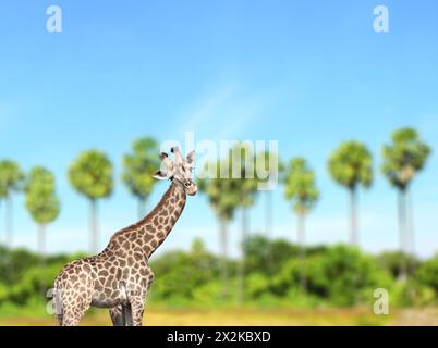 Cute curiosity giraffe on summer landscape background. The giraffe looks interested. Animal stares interestedly. Beautiful scenic with giraffe, palm t Stock Photo