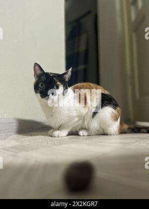 A curious cat with white, brown, and black fur sits on the floor near a fuzzy ball toy and looks directly at the camera. Stock Photo