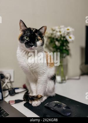 A colorful cat with green eyes sits on a desk next to a vase of flowers, looking directly at the camera with a curious expression. Stock Photo