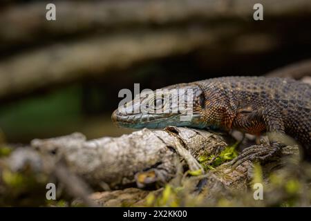 A blue-throated keeled lizard (Algyroides nigropunctatus) resting between branches, Cres (Croatia) Stock Photo