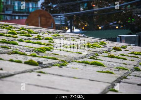 Green moss and algae on slate roof tiles in London Stock Photo