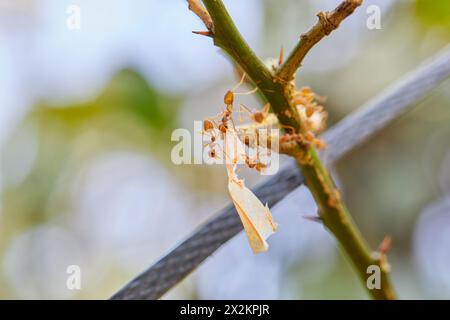 Close-up of weaver ants carrying food on tree branch Stock Photo