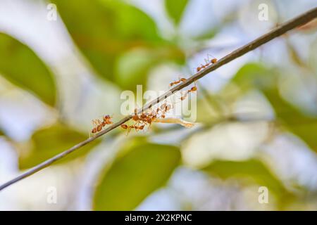 Close-up of weaver ants carrying food on tree branch Stock Photo