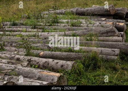 A pile of trunks lying on the grass near the forest edge. Stocking of firewood, deforestation. Logs closeup. Stock Photo