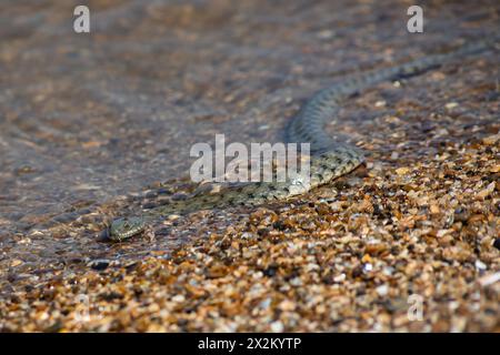 Natrix tessellata water snake on the beach. Stock Photo