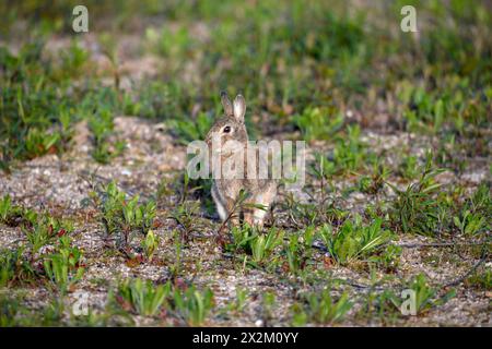 zoology, mammal (mammalia), European rabbit (Oryctolagus cuniculus) in an field near Achern, ADDITIONAL-RIGHTS-CLEARANCE-INFO-NOT-AVAILABLE Stock Photo