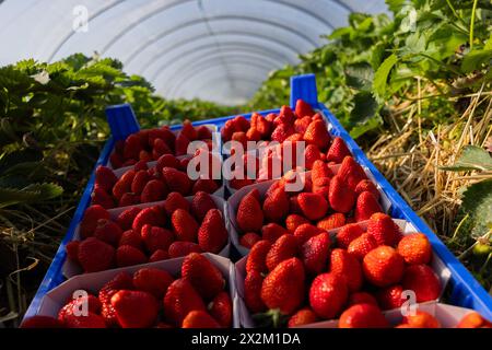 Wachtberg, Germany. 23rd Apr, 2024. Strawberries lie ready at the opening of the strawberry season in a field on the Obstbau Häger farm. Credit: Rolf Vennenbernd/dpa/Alamy Live News Stock Photo