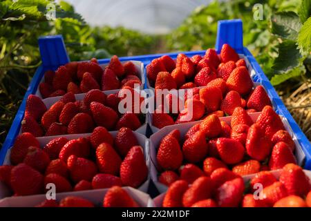 Wachtberg, Germany. 23rd Apr, 2024. Strawberries lie ready at the opening of the strawberry season in a field on the Obstbau Häger farm. Credit: Rolf Vennenbernd/dpa/Alamy Live News Stock Photo