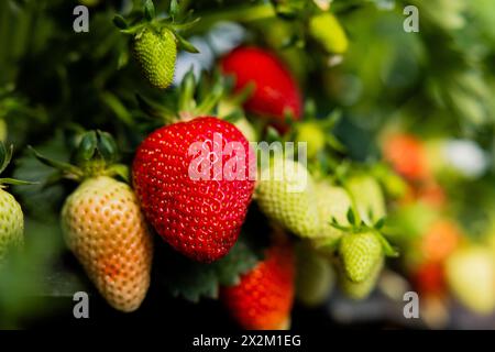 Wachtberg, Germany. 23rd Apr, 2024. Ripe and unripe strawberries hang from a strawberry plant at the opening of the strawberry season in a field on the Obstbau Häger farm. Credit: Rolf Vennenbernd/dpa/Alamy Live News Stock Photo