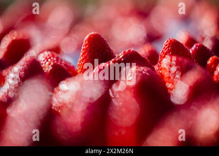 Wachtberg, Germany. 23rd Apr, 2024. Strawberries lie ready at the opening of the strawberry season in a field on the Obstbau Häger farm. Credit: Rolf Vennenbernd/dpa/Alamy Live News Stock Photo