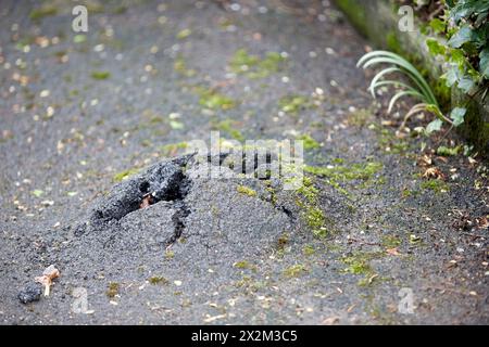 asphalt broken up by tree roots covered by moss Stock Photo