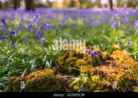 Spring UK, close up bluebells on tree trunk and bluebell vista in woodland outside Henley Stock Photo