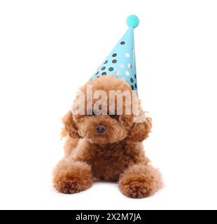 Cute dog with party hat on white background Stock Photo