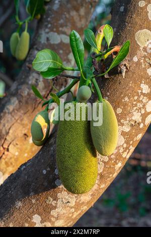 Closeup view of young jackfruit growing on tropical tree artocarpus heterophyllus in morning light Stock Photo