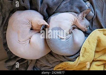Adorable bald Sphynx cat on sofa at home. Cute friendly purebred pet Stock Photo