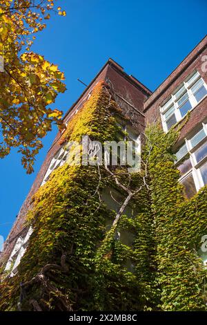 A mature ivy plant grows up a brick facade of a commercial building located in Ithaca, New York, photographed during a fall, cloudless day. Stock Photo