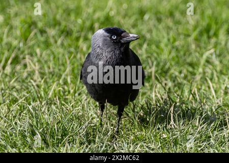 A Jackdaw, Corvus monedula sits on a garden lawn in Sussex, UK Stock Photo