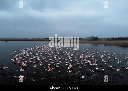 A flock of graceful flamingos takes flight over tranquil waters against a dusky sky, highlighting wildlife beauty. Stock Photo