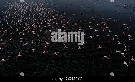 A magnificent view of a large flock of flamingos in mid-flight over serene waters, captured at dusk, showcasing the grace of wildlife. Stock Photo