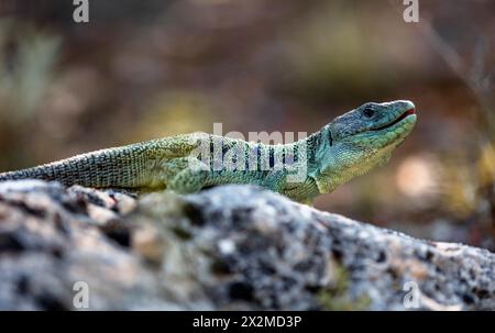 A close-up shot capturing a male ocellated lizard sunbathing on a rocky surface amidst natural vegetation. Stock Photo